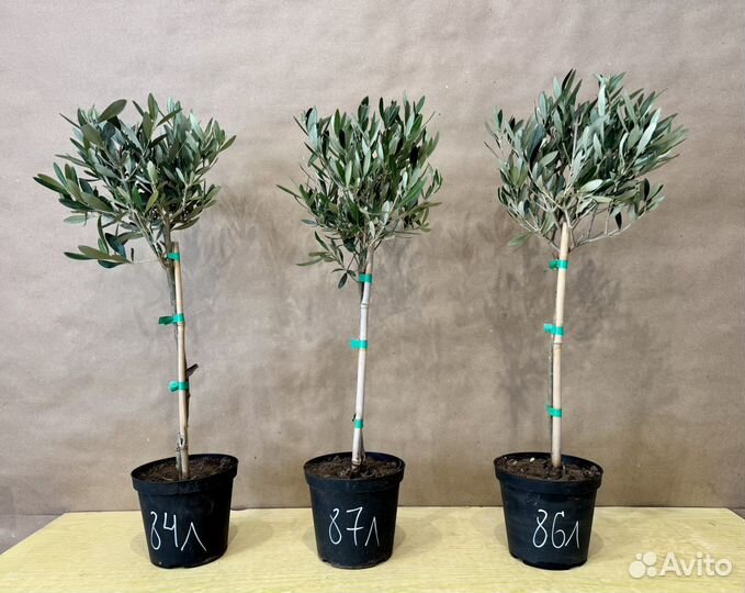 Оливковое дерево живое