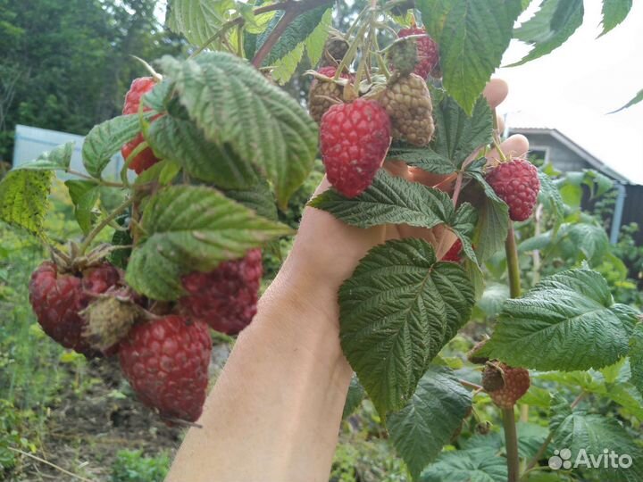 Саженцы ремонтантной малины