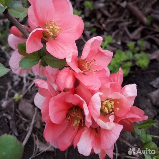 Кустарник айва (хеномелес) японская