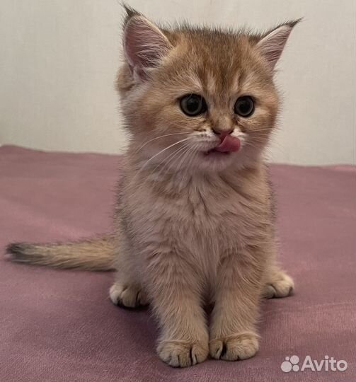 Продается кошечка золотая шиншилла