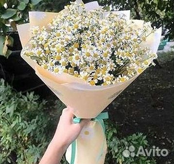 Ромашки Пионы Розы Доставка