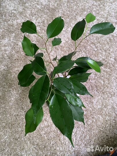 Фикус бенджамина