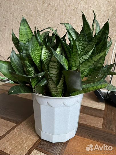 Сансевиерия