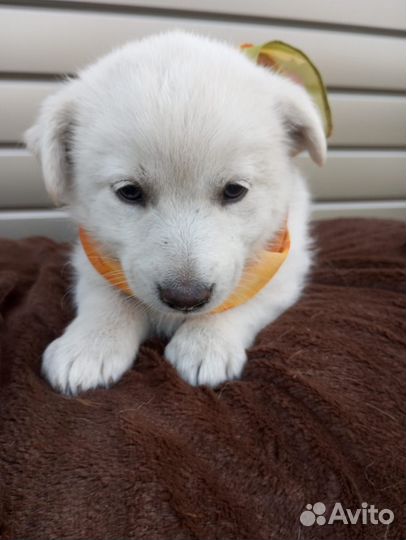 Щенки в добрые руки