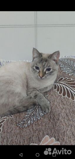 Кошечки стерилизованные