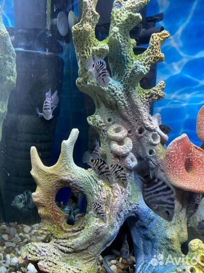 Сапфировый попугай