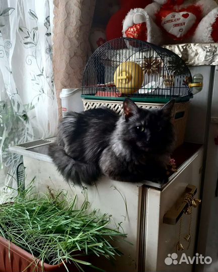 Британские котята