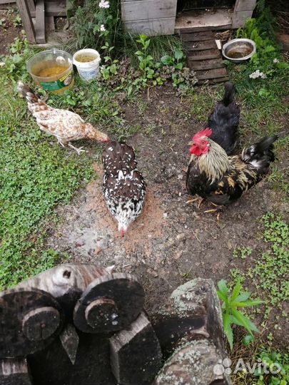 Семья кур бентамки