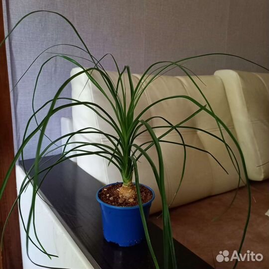 Бокарнея нолина