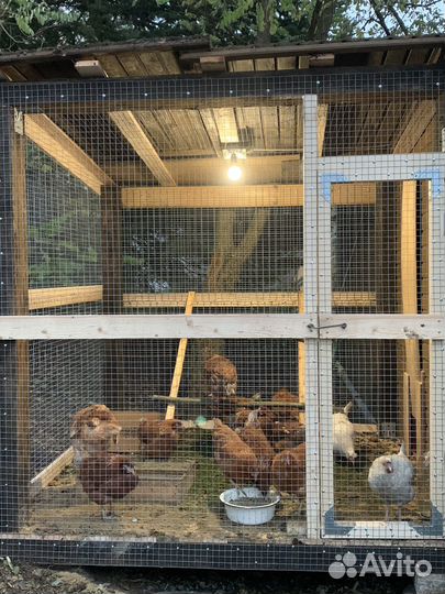 Куры несушки продам