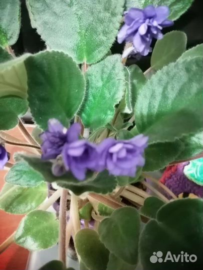 Фиалка в горшке