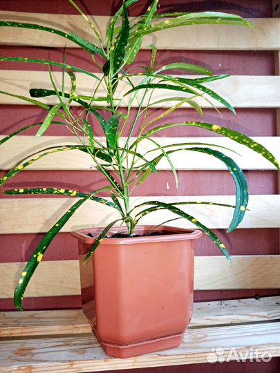 Кротон (Брызги шампанского) с горшком