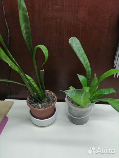 Сансевиерия