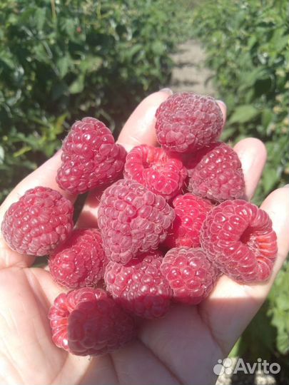 Саженцы малины Дельнива, Энросадира, Амира