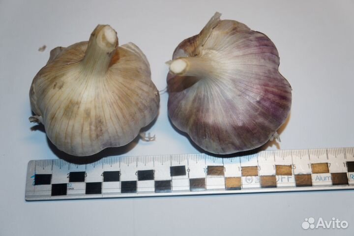 Продаю чеснок