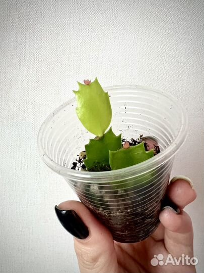 Декабрист шлюмбергера cristen aurea