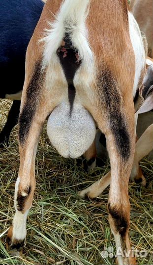 Козел нубийский