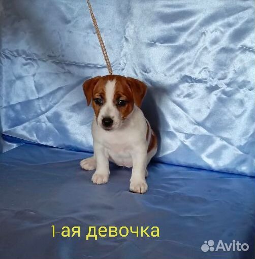 Щенки джек рассел терьер