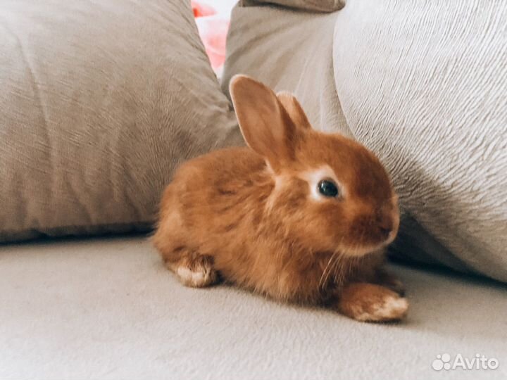 Мини карликовый кролик - рыжий, очень редкий