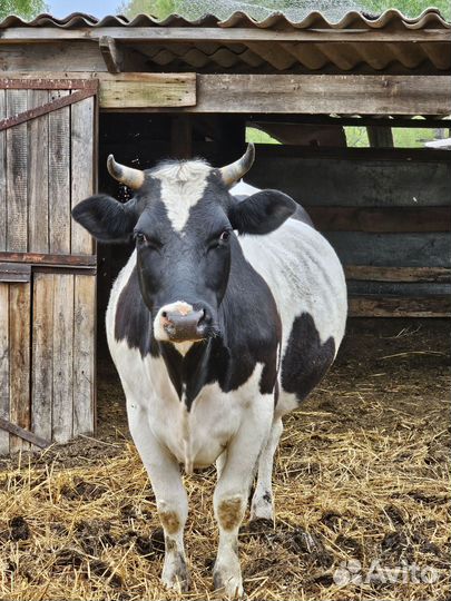Корова дойная