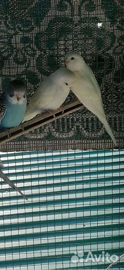 Волнистый попугай и канарейки