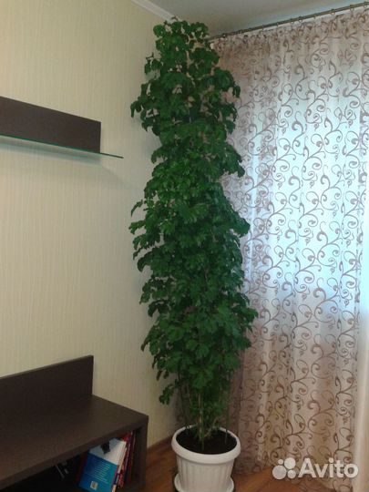 Комнатные цветы полисциас