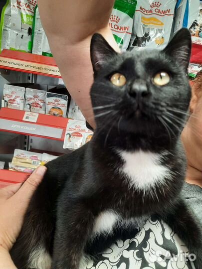 Котик в дар