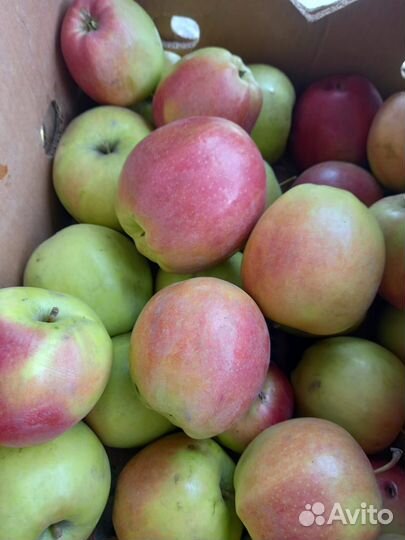 Яблоки