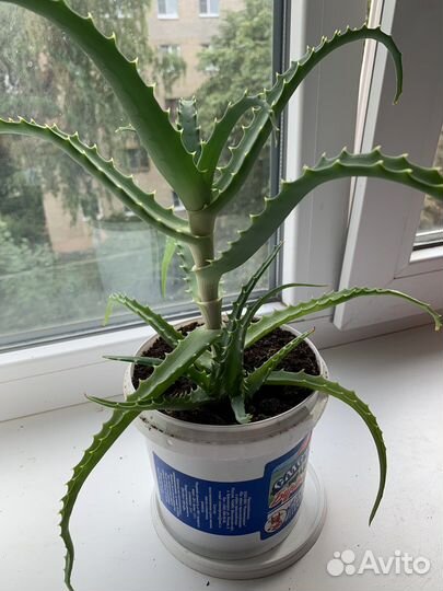 Алоэ столетник