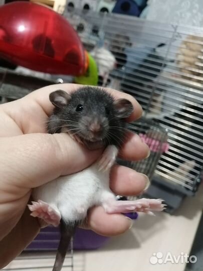 Крыса крысята дамбо