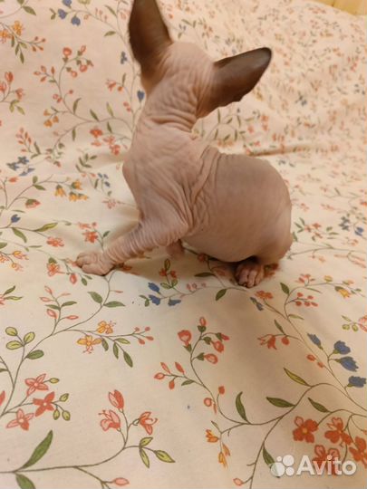 Канадский сфинкс