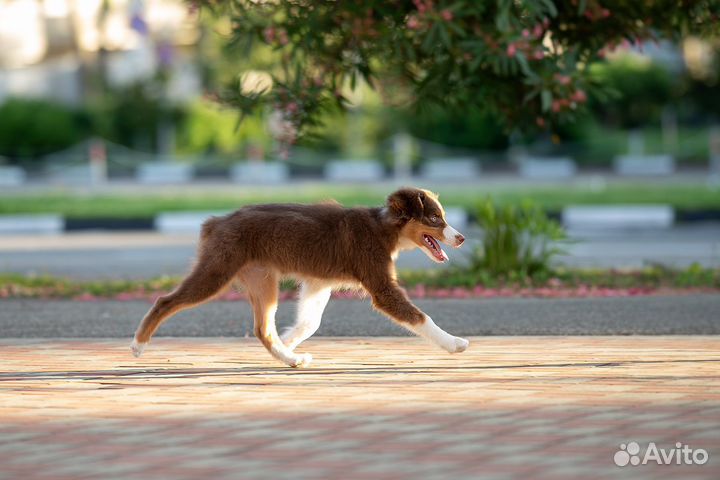 Кобель аусси 5 мес