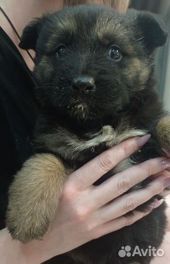 Собаки щенки немецкая овчарка бесплатно