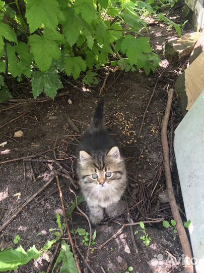 Котята в добрые руки бесплатно