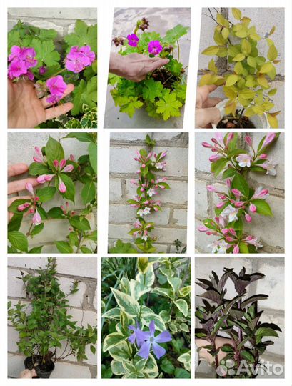 Садовые многолетники