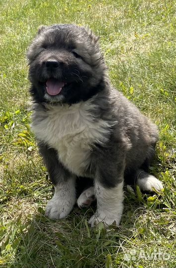 Кавказская овчарка продажа щенков