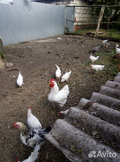 Молодые петух