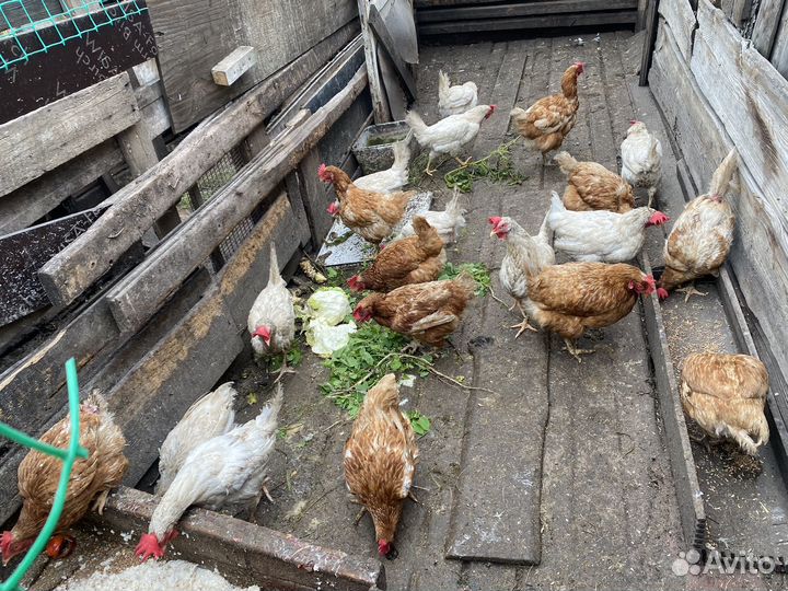 Хайсекс и Канадка