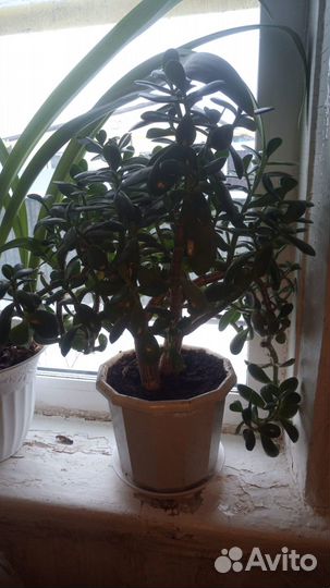 Комнатные цветы