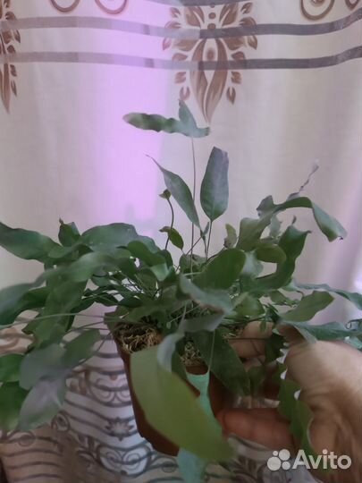 Флебодиум Блю Стар