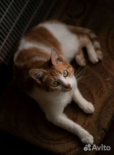 Кошки в добрые руки бесплатно