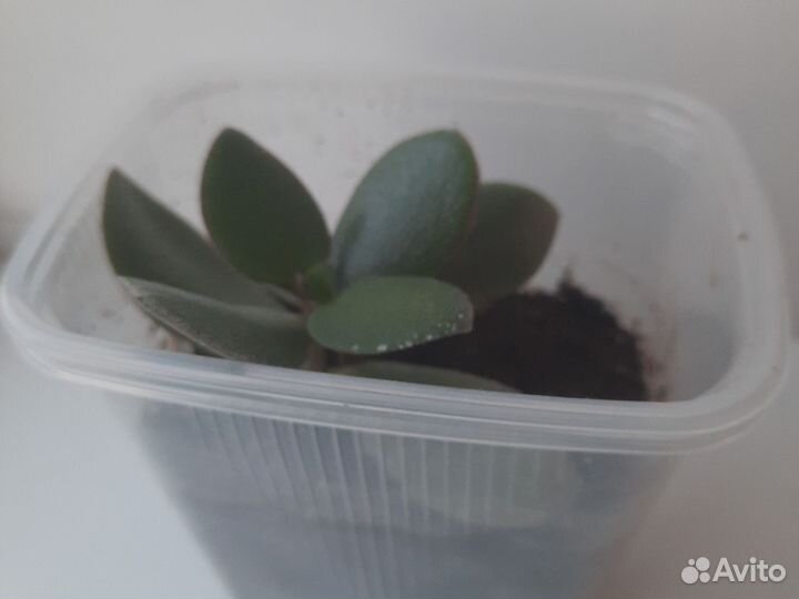 Суккуленты долларовое дерево