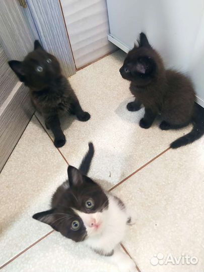 Котята в добрые руки бесплатно