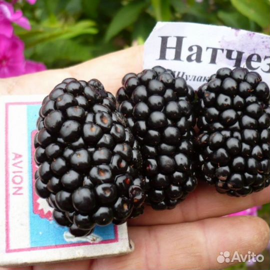 Ежевика бесшипная