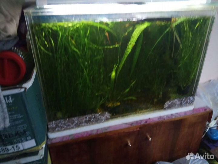 Аквариум