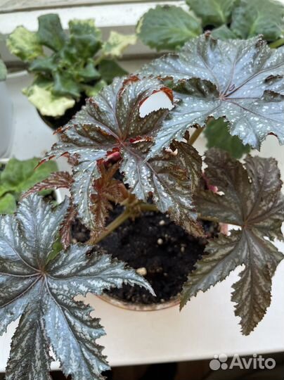 Бегония Грифон