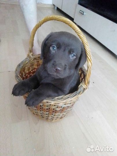 Щенки лабладора