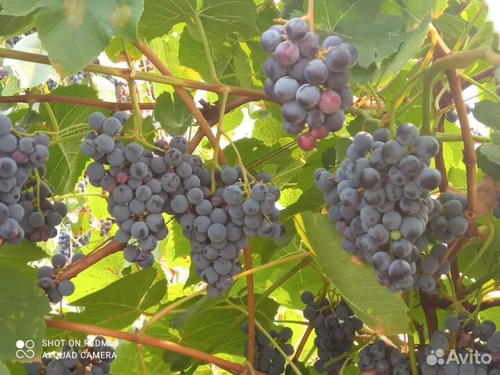 Саженцы новые перспективные сорта