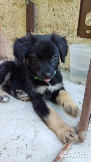 Щенок-девочка бесплатно