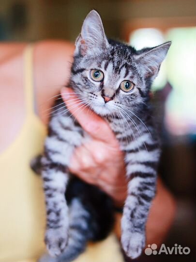 Красавица котёнок серебристая полосатая девочка